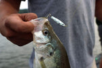 Load image into Gallery viewer, GLOW Jelifish USA Snagless Glowing Crappie Bomb®
