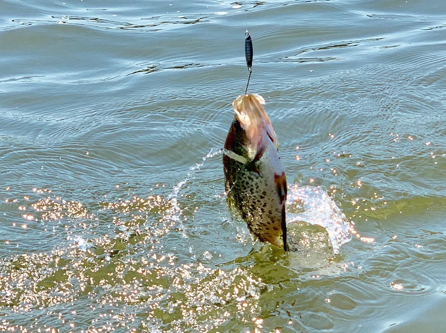 SHAD FRY Jelifish USA Snagless Crappie Bomb™